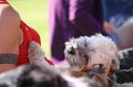IMG_6052